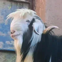 نر بز روزگاری بختیاری  برای نسل کشی ودوبر