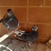 کبوتر|پرنده|نائین, |دیوار