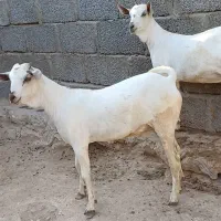 جفت ماده سومال