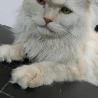 گربه ماده اسکاتیش لانگ هایر|گربه|پردیس, فاز ۸|دیوار