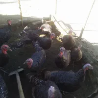 فروش بوقلمون