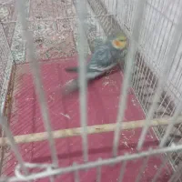 عروس هلندی نر