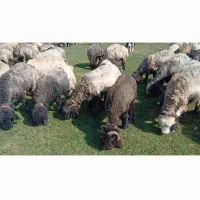 میش داشتی|حیوانات مزرعه|بلداجی, |دیوار