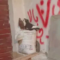 کبوتر گمشده سینه ای کبوتر|حیوانات|اهواز, سخیریه|دیوار