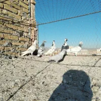 کفتر خوشگل ضربه