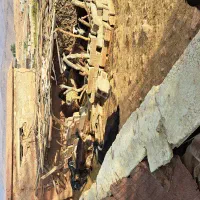 گوسفند فروشی