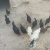 مرغ