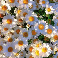 فطریه فطریه فطریه فطریه فطریه