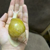 حلزون آلبینو