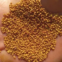 بذریونجه قره یونجه|خدمات باغبانی و درختکاری|میاندوآب, |دیوار