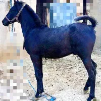 کره اسب شجره داره|اسب و تجهیزات اسبسواری|کرمانشاه, |دیوار