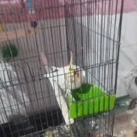 عروس هلندی نر لوتینو