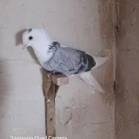 کبوتر کفتر  ارزون|پرنده|فسا, |دیوار