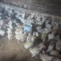 مرغ تخمگذار