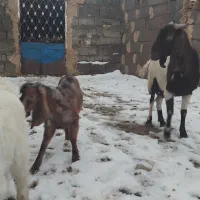 بزن دوقلو و جوان دورگ|حیوانات مزرعه|تربت جام, جامرود|دیوار