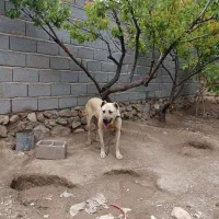 سگ سراب|سگ|اسکو, |دیوار