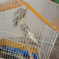 فروش پرنده|پرنده|نجفآباد, گلدشت|دیوار