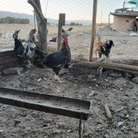 خروس|حیوانات مزرعه|گوآور, |دیوار