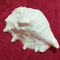 صدف دریایی سایز بزرگ