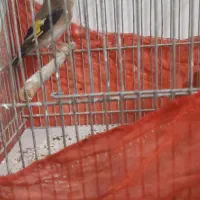 سهره ماده جوجه قفس