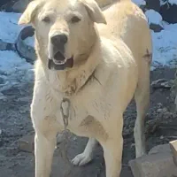 واگذاری عراقی نرو ماده