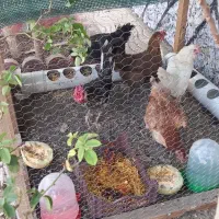 خروس و مرغ تخم گذار نطفه دار همراه با