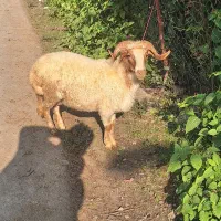 گوسفند پروار محلی|حیوانات مزرعه|سیاهکل, |دیوار