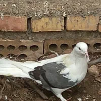 پرشی|پرنده|خان ببین, |دیوار