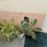 گل اپارتمانی|گل و گیاه طبیعی|نیشابور, شهید بهشتی|دیوار