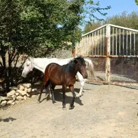 کره مادیان|اسب و تجهیزات اسب‌سواری|زیویه, |دیوار