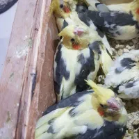 جوجه عروس هلندی خاص|پرنده|اهواز, کیانشهر|دیوار