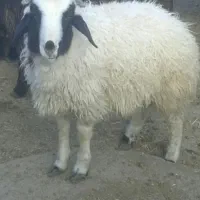 مرکز فروش بره نذری خانه اصفهان محمدی|حیوانات مزرعه|اصفهان, خانه اصفهان|دیوار