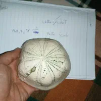 فسیل خارتن درشت