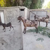 بز پاکستانی|حیوانات مزرعه|مسجد سلیمان, |دیوار