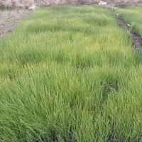 فروش تیم پیاز|گل و گیاه طبیعی|لنده, |دیوار