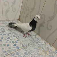 کبوتر طوقی|پرنده|تربت جام, کلالی|دیوار