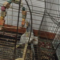 جفت عروس نرو ماده