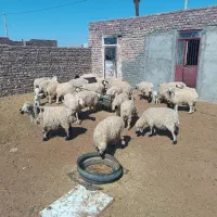 گوسفند فروشی موقعیت نهبندان