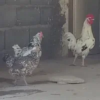 مرغ و خروس