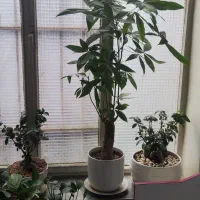 بنسای|گل و گیاه طبیعی|تهران, سلیمانی|دیوار