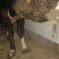 شیر گاو تازه