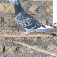 کبوتر دم سفید|پرنده|فراشبند, |دیوار