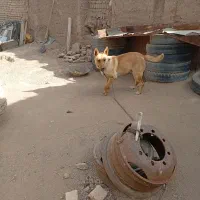 سگ مالینور