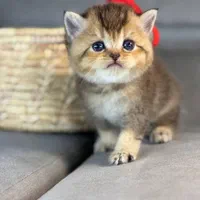 مجموعه بچه گربه های گلد|گربه|رشت, آزادگان|دیوار