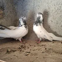 کله دمسبز