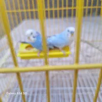 مرغ عشق|پرنده|اشتهارد, |دیوار