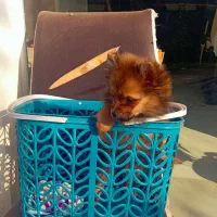 سگ پامر|سگ|فرح آباد, |دیوار