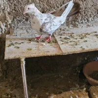 ۴تا ماده بهبهانی