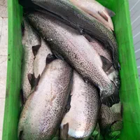 ماهی قزل آلا|عمده‌فروشی|مشهد, نوید|دیوار