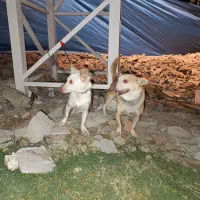 سگ پاکوتاه|سگ|نیشابور, رحمت آباد|دیوار